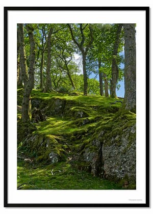Temperate rainforest photography print showing moss-covered fractured rock and tall deciduous trees in dappled green woodland light