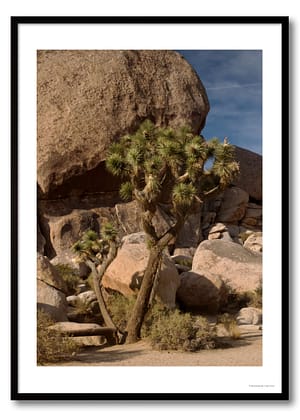 Joshua Tree desert photography framed print showing gnarled tree and spiky foliage against massive granite boulders in clear desert light