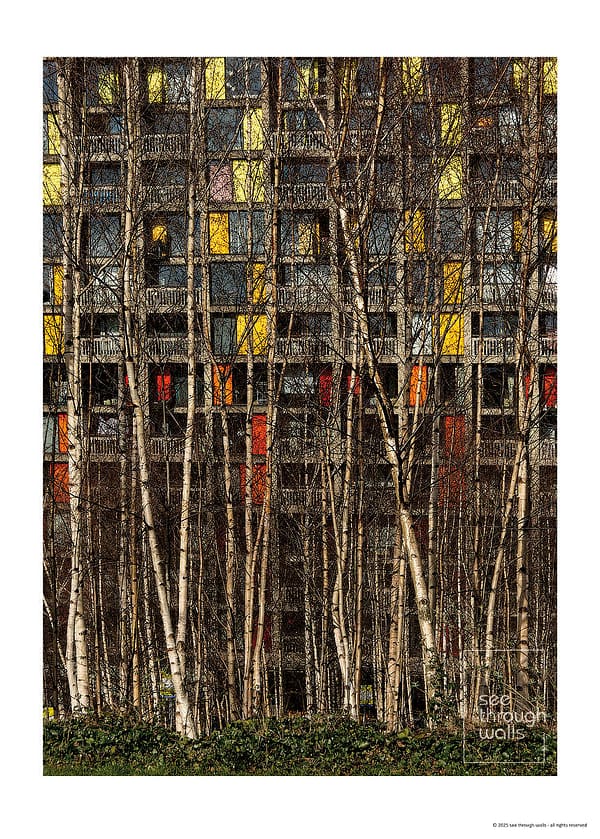 Urban Building Facade Through Birch Trees
