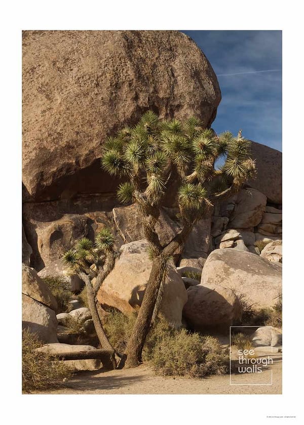 A Joshua Tree stands amidst rocky desert terrain under a clear blue sky.