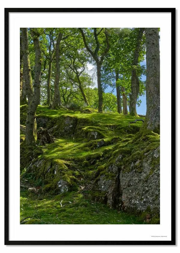SUBLIME HAPPY EXCELLENT: Dappled Light Forest Prints