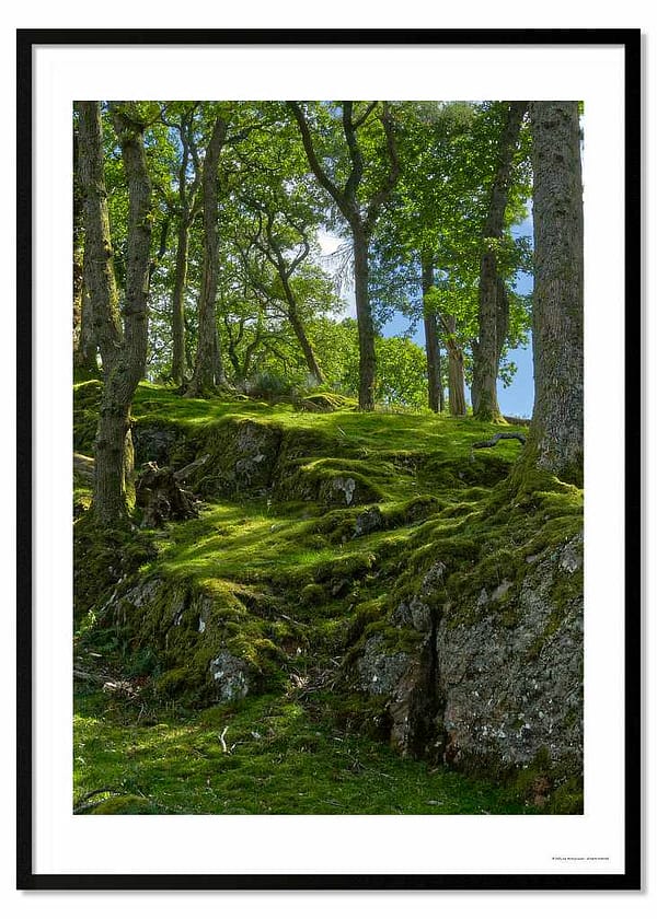 Temperate rainforest photography print showing moss-covered fractured rock and tall deciduous trees in dappled green woodland light