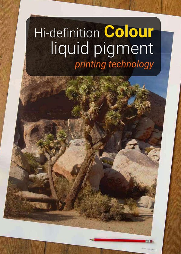 Joshua Tree desert photography print showing gnarled tree and spiky foliage against massive granite boulders in clear desert light