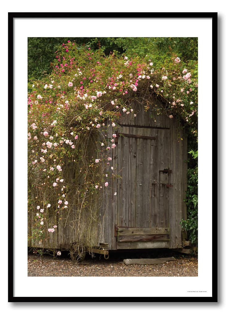 Rustic shepherd hut photography print showing weathered timber mobile shelter almost entirely consumed by cascading pink climbing roses