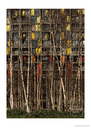 Urban Building Facade Through Birch Trees
